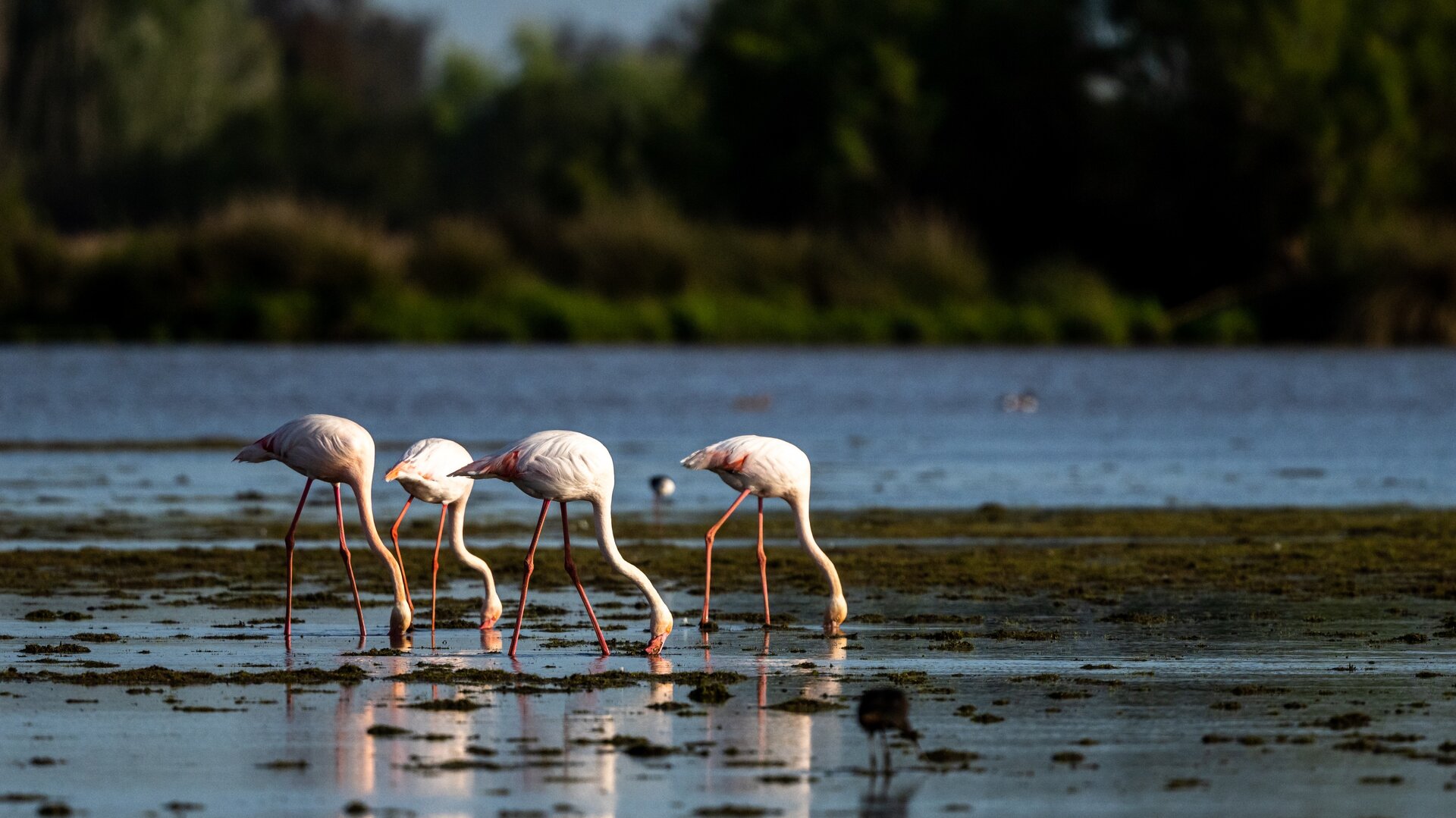 Flamingos in the marshes of Doñana. | Dreamstime 