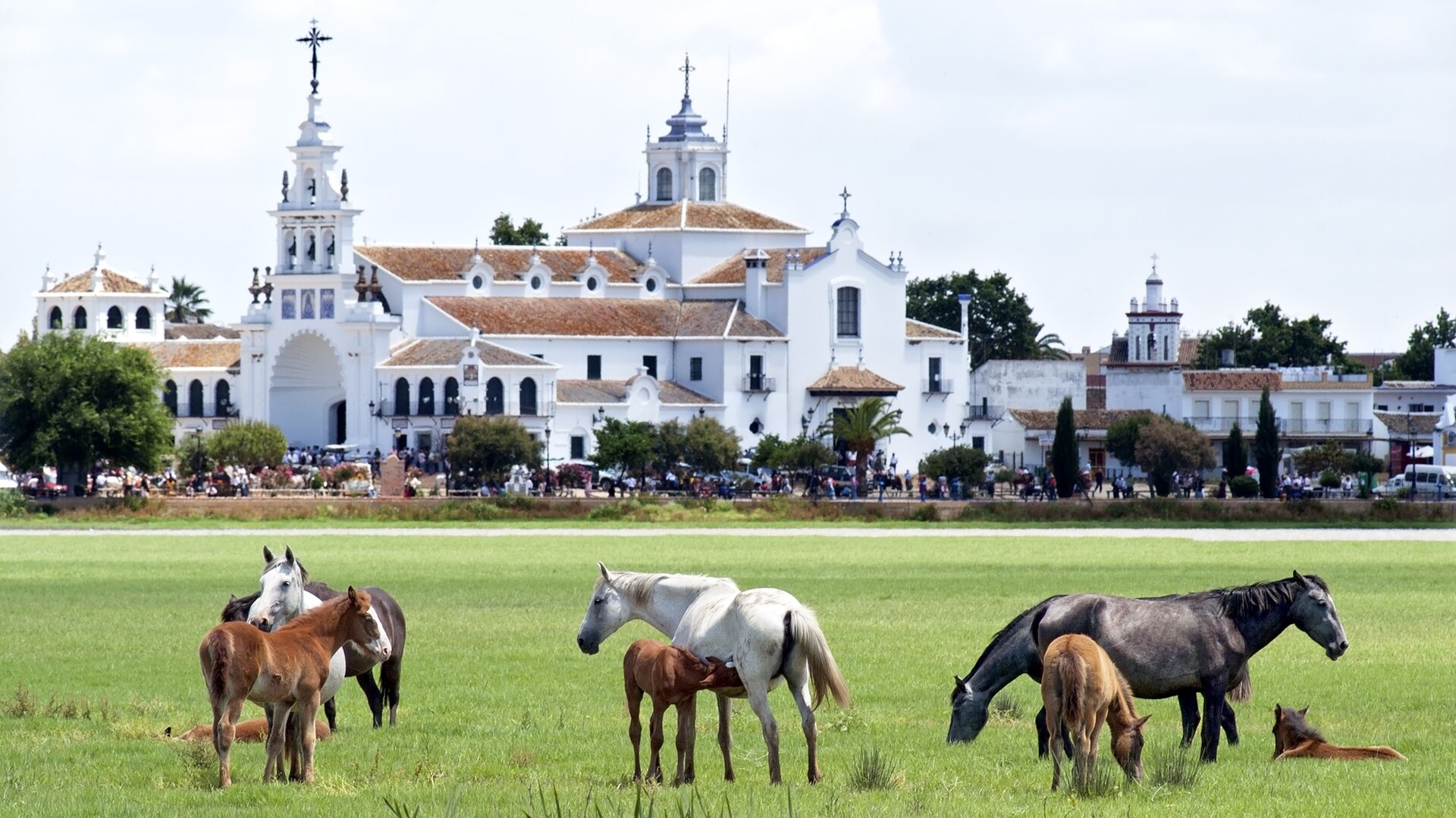 Wild horses outside the village of Rocío full of pilgrims. | Dreamstime 