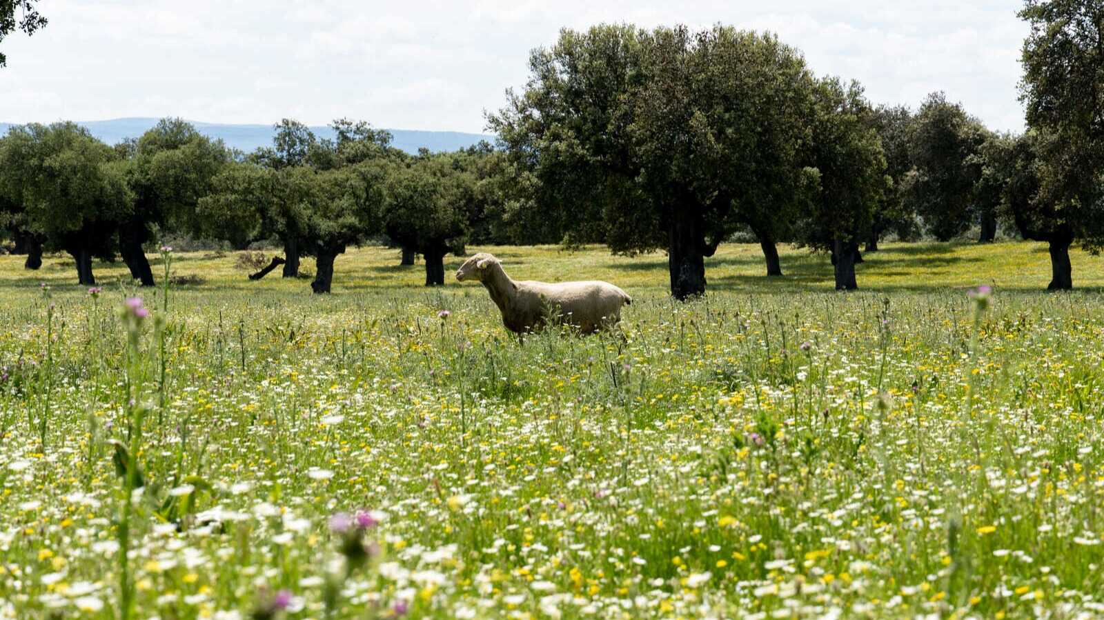 Sheep in a field of wildflowers