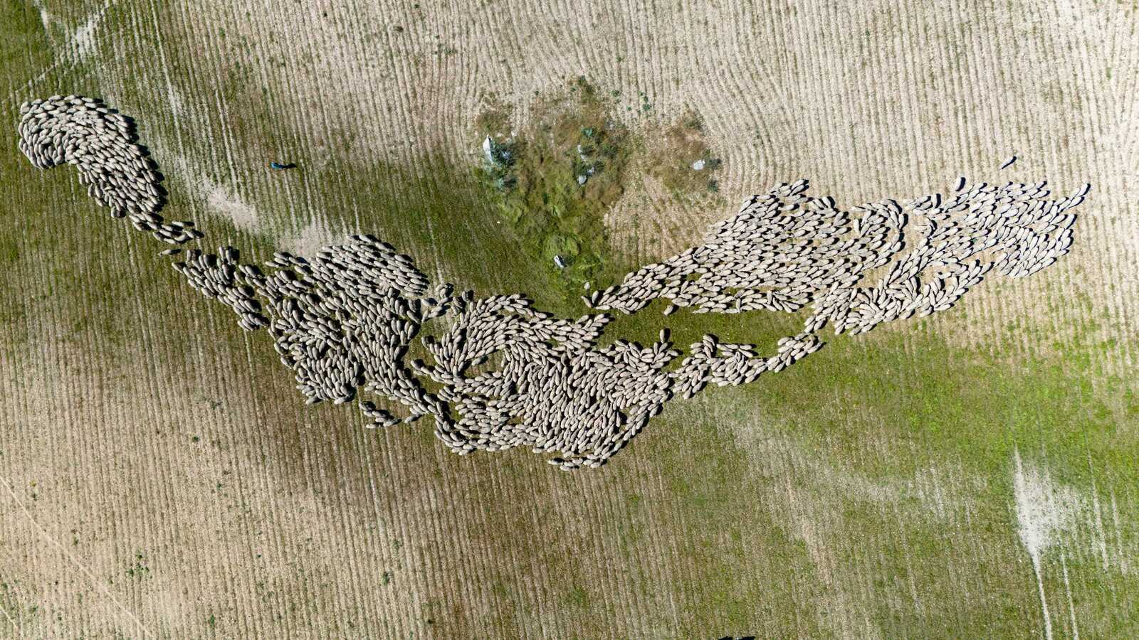 Bird’s-eye view of a flock of sheep
