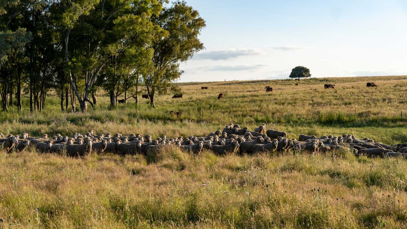 Sheep grazing in the countryside