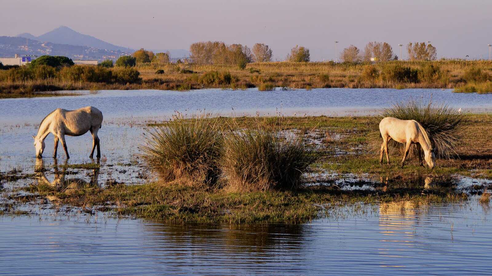 Delta del Llobregat. | Shutterstock