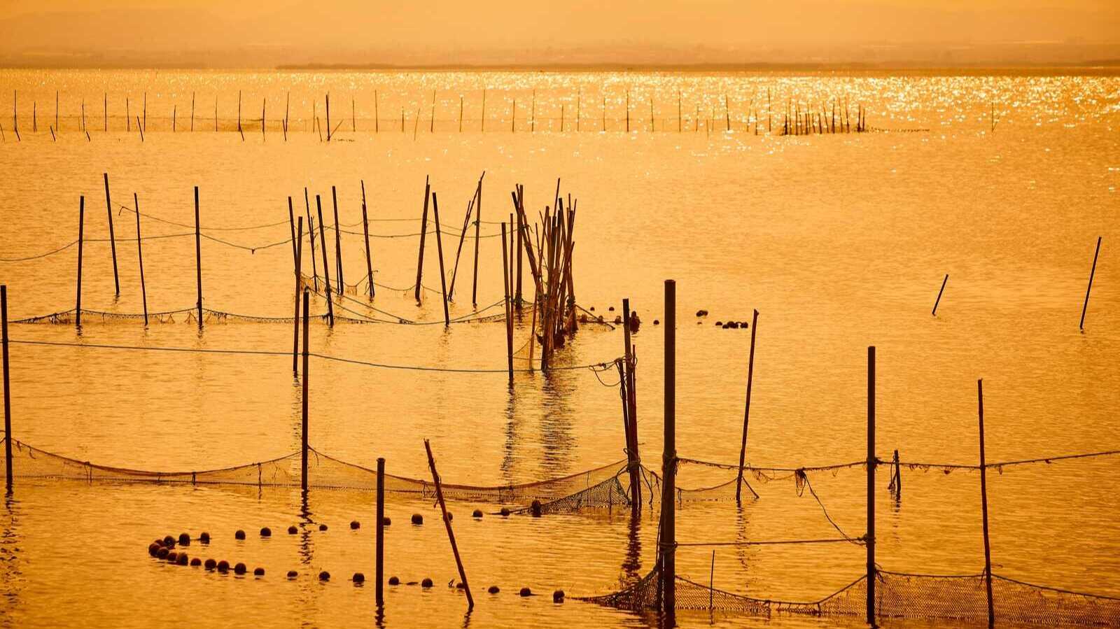 Albufera Natural Park. | Shutterstock