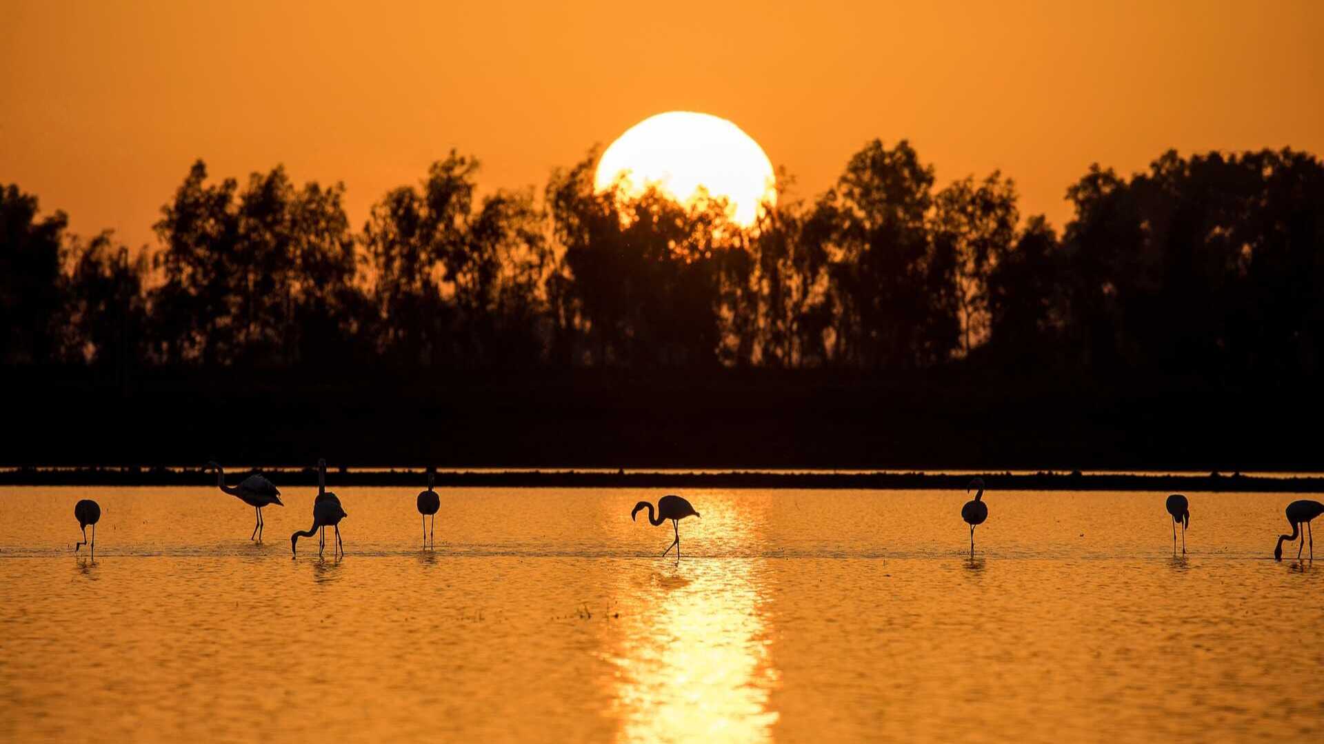 Doñana Biosphere Reserve. | Shutterstock