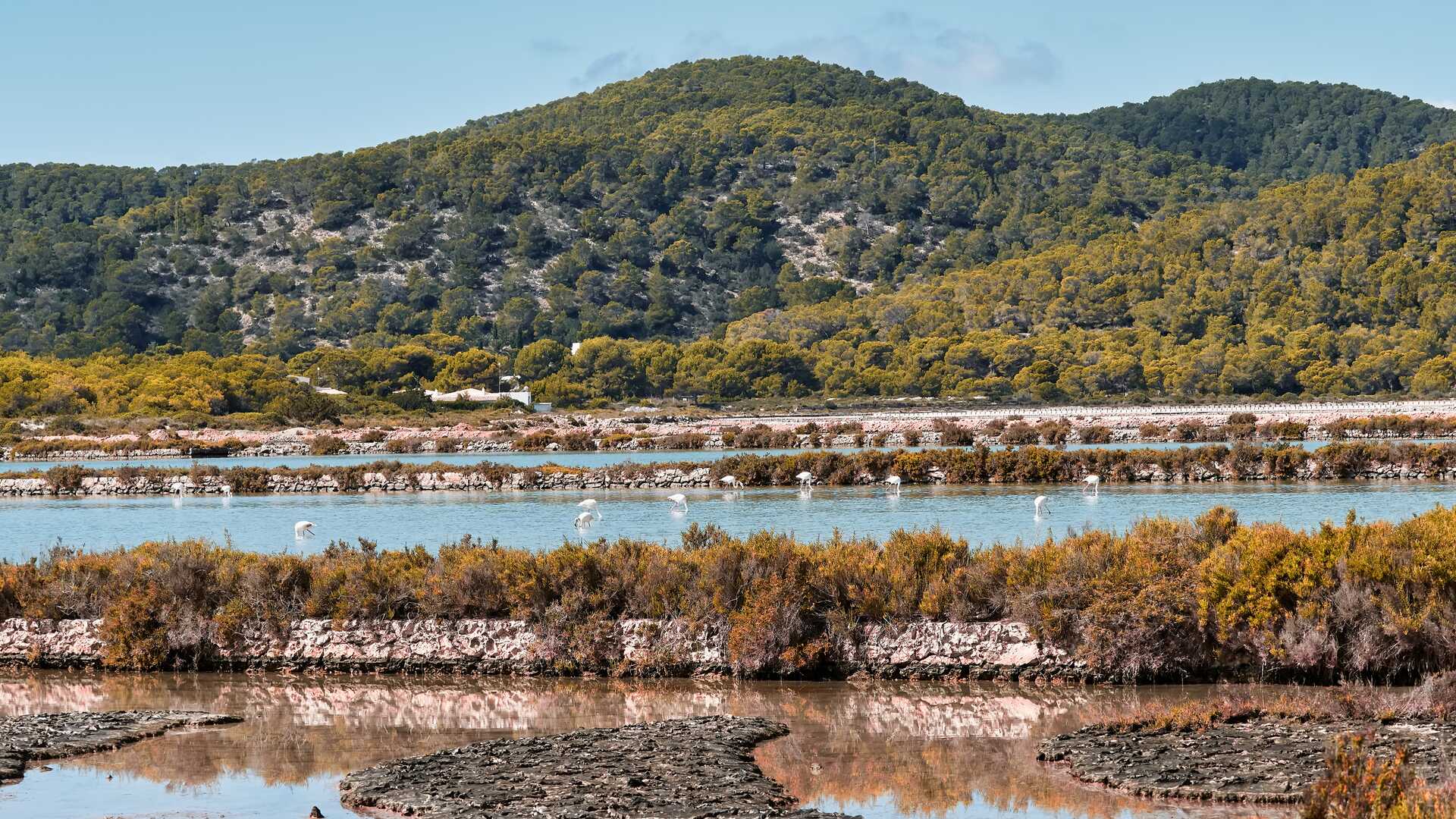 Ses Salines Natural Park. | Shutterstock