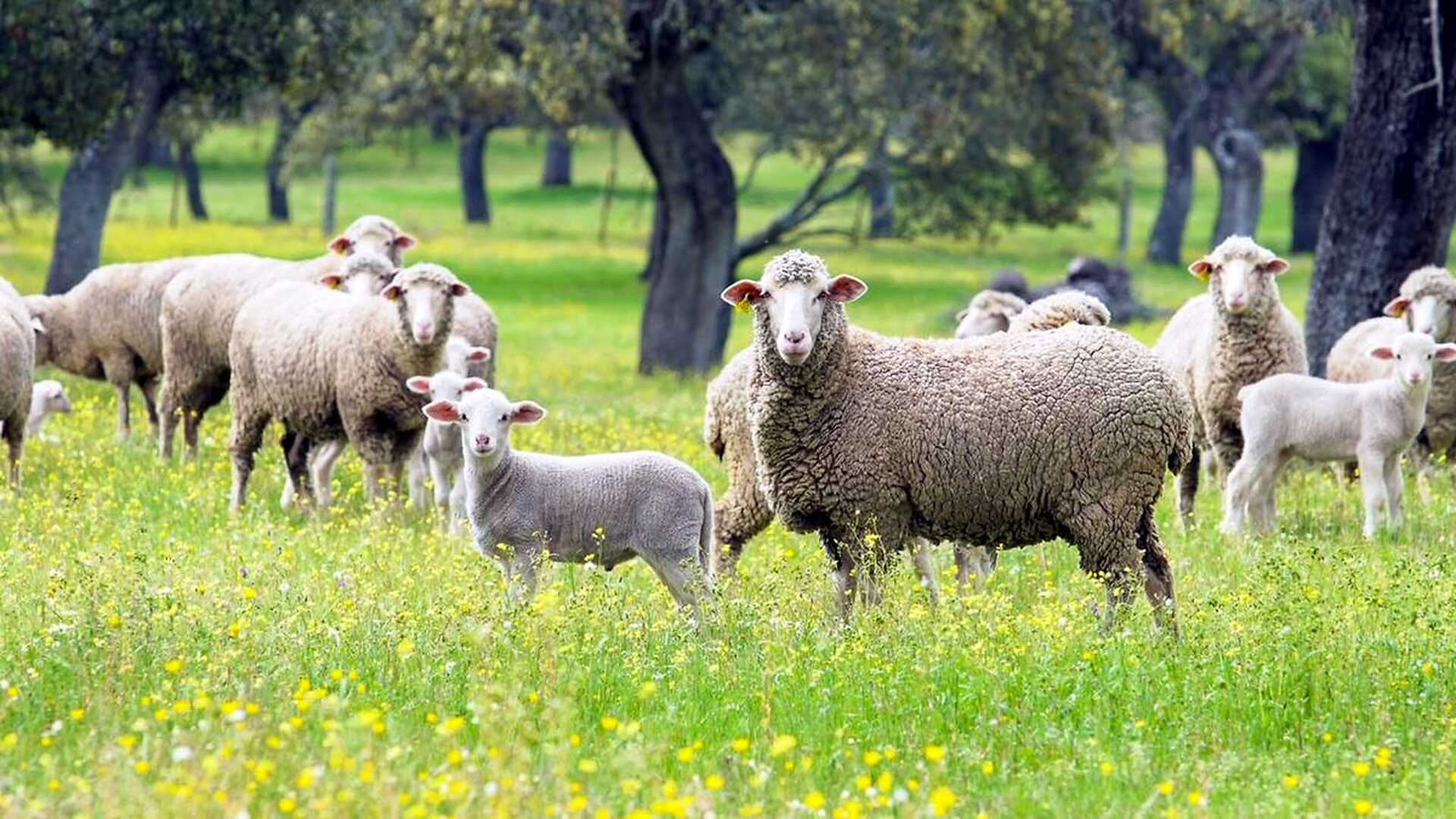 Sheep grazing in a pasture of Los Pedroches. | Mancomunidad de Municipios de Los Pedroches
